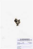 藏品(鈍凹頂藻)的圖片